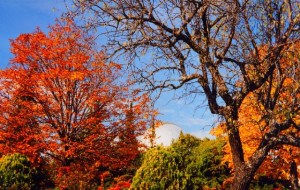 arbre d'automne